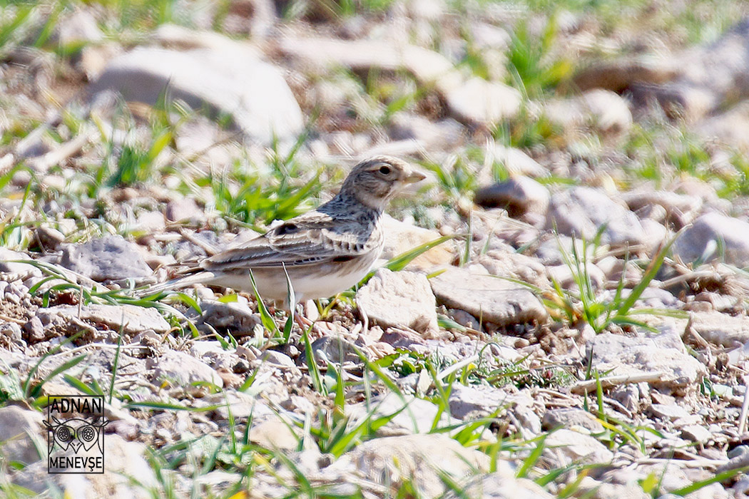 Lesser Short-toed Lark